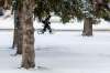 MIKE DEAL / WINNIPEG FREE PRESS
A cyclist walks their bike down Broadway Friday morning after the first big snowfall of the season.