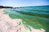 MIKAELA MACKENZIE / WINNIPEG FREE PRESS FILES 
Lake Winnipeg’s damaging algae blooms will only get worse if the federal government doesn't get its act together, an auditor reported Thursday.