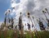 KEN GIGLIOTTI / WINNIPEG FREE PRESS FILES
Coun. Jeff Browaty wants the city to be a “good neighbour” to those with homes adjacent to city parks by better eliminating weeds, since dandelion seeds spread easily between properties.