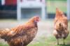 The city’s proposal for a pilot project allowing backyard chicken coops fails to consider the risks and costs associated with a urban chicken-keeping.