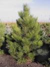 Shannon Oaks Tree Farm
A three-needled pine, Ponderosa pine is a mighty big but slow-growing conifer.