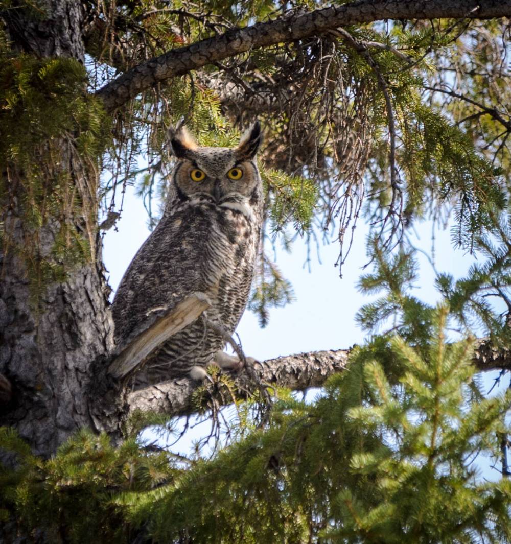 Lynn Latozke
Tall evergreens provide shelter and habitat in rural and urban settings for wildlife species such as the great horned owl.