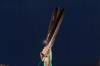 ADRIAN WYLD / THE CANADIAN PRESS FILES
Eagle feathers are held up during the National Day for Truth and Reconciliation in Ottawa on Sept. 30, 2021.