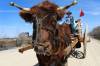 Zeke, a Shorthorn ox, is the second beast of burden Doerksen has trained to pull his cart. (Ruth Bonneville / Winnipeg Free Press)