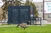 The province has installed a sound-emitting device in Memorial Park to deter Canada geese from nesting in the area or wading into the fountains located between Broadway and York Avenue. (Mike Deal / Winnipeg Free Press)