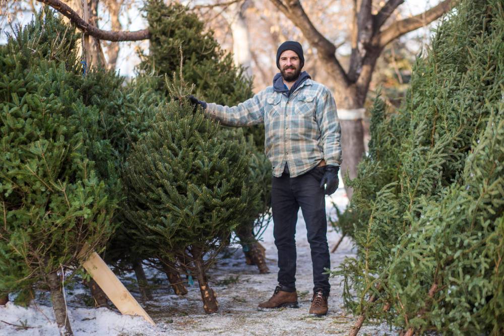 MIKAELA MACKENZIE / WINNIPEG FREE PRESS Robin Bryan with Christmas trees at Pete’s Trees in Winnipeg.