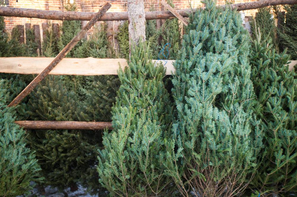 MIKAELA MACKENZIE / WINNIPEG FREE PRESS Robin Bryan poses for a portrait with Christmas trees at Pete’s Trees in Winnipeg on Friday, Dec. 3, 2021. For Martin Cash story. Winnipeg Free Press 2021.