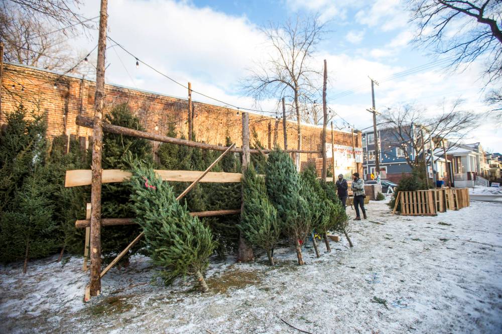 MIKAELA MACKENZIE / WINNIPEG FREE PRESS According to Statistics Canada in 2011 there were 69,000 acres of Christmas trees in production. In 2016 it was down to 59,000 and it has been going down ever since.