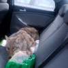 SUPPLIED
A coyote is expected to recover fully after she was hit by a car late on Nov. 26, 2019. The driver transported the injured animal in the back seat of his car.