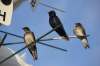 Kevin Fraser photo
New research from the University of Manitoba shows purple martins have promise in adapting to a changing climate. The swallows, which are native to Manitoba, are nesting earlier during warm years and later during cooler years.