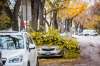 MIKAELA MACKENZIE / WINNIPEG FREE FILES
A tree limb lies over a car on Craig Street in Wolseley in Winnipeg following a record snowfall that damaged trees all over the city.