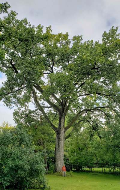 Earl Stafford
Marion Lewis stands in front of the towering cottonwood tree on her riverfront property.