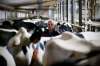 JOHN WOODS / WINNIPEG FREE PRESS FILES
David Wiens, chairman of the Dairy Farmers of Manitoba, says the new free trade deals have surrendered about 18 per cent of Canada&rsquo;s dairy market to foreign producers.