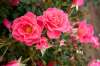 Vineland Research and Innovation
Disease-resistant Aurora Borealis, new for 2021, is an excellent choice for a sustainable rose garden.