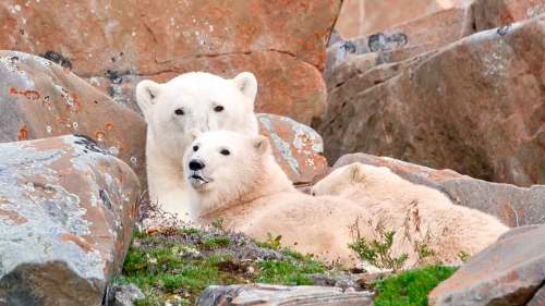 SARAH LAWRYNUIK / WINNIPEG FREE PRESS
A polar bear nurses her cubs along the Hudson Bay shore just east of Churchill. Cubs typically stay with their moms for two to three years.