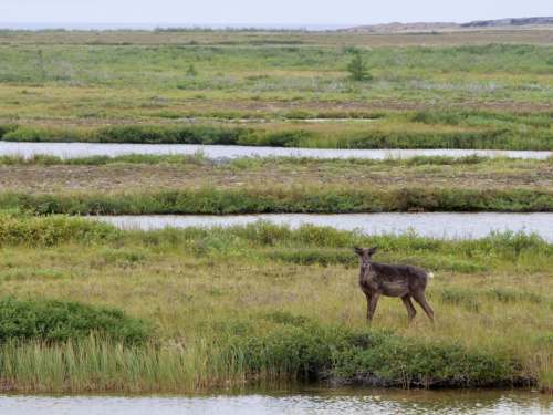 SARAH LAWRYNUIK / WINNIPEG FREE PRESS
A caribou is spotted in the Churchill Wildlife Management Area during a polar bear tour.