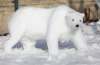RUTH BONNEVILLE / WINNIPEG FREE PRESS
Bennett has sculpted almost a dozen polar bear snow sculptures, which range in size and formation.