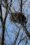 JOHN WOODS / WINNIPEG FREE PRESS
An empty hawk’s nest sits in a tree on Rousseau Avenue East in Winnipeg, Tuesday.