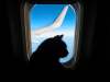 Dreamstime
Dogs, not cats, are recognized service animals in American air travel.