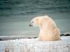 The expansion of Churchill’s polar bear tourism industry needs to be undertaken with caution, researchers warn, as Manitoba issued new tourism permits for a protected area east of the town for the first time in decades.
Kt Miller / Polar Bears International. (CNW Group/Polar Bears International)