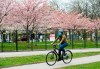 A person rides her bicycle past a fenced off cherry blossoms at a park during the COVID-19 pandemic in Toronto on Friday, May 1, 2020. Health officials and the government have asked that people stay inside to help curb the spread of COVID-19. THE CANADIAN PRESS/Nathan Denette