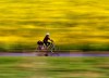 FILE - In this April 18, 2017 file photo a woman rides her bike along a field of rape in Frankfurt, Germany. (AP Photo/Michael Probst, file)