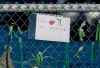 Signs and ribbons are seen on a fence outside an elementary school protesting Quebec Bill 21 and the absence of a teacher, Thursday, Dec. 9, 2021 in Chelsea, Quebec.  THE CANADIAN PRESS/Adrian Wyld