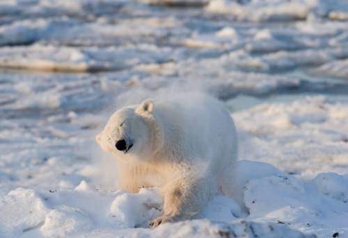 CP
A polar bear shakes the snow off himself after a swim in Wapusk National Park on the shore of Hudson Bay near Churchill, Man., on November 6, 2007. An academic analysis says Ottawa's Species At Risk Act is failing to protect species at risk. The study from the University of Ottawa is the latest to point out problems with the legislation, created 16 years ago to safeguard Canada's biodiversity. THE CANADIAN PRESS/Jonathan Hayward