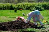 FILE - In this May 2, 2020, file photo, Erika Bermudez becomes emotional as she leans over the grave of her mother, Eudiana Smith, at Bayview Cemetery in Jersey City, N.J., Bermudez was not allowed to approach the gravesite until cemetery workers had buried her mother, who died of COVID-19. Other members of the family and friends stayed in their cars. (AP Photo/Seth Wenig, File)