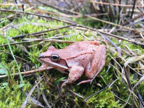 CP
This April 24, 2018 photo provided by Clara do Amaral shows a wood frog in Ohio. In a report released on Tuesday, May 1, 2018, scientists have found that wood frogs, which don’t urinate in the winter, recycle urea _ the main waste in urine _ into useful nitrogen which keeps the small animals alive as they hibernate and freeze, inside and out. It doesn’t warm them up, but protects cells and tissues, even as the amphibian’s heart, brain and bloodstream stop. (Clara do Amaral, Mount St. Joseph University via AP)