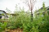 Mike Sudoma / Winnipeg Free Press Files
Manitobans could soon have more ability to use pesticides on their lawns and some public areas.