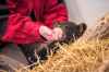 MIKAELA MACKENZIE / WINNIPEG FREE PRESS



Judy Stearns gives the cub its first feeding at the black bear rehabilitation centre near Stonewall on Sunday, April 25, 2021. For Eva Wasney story.

Winnipeg Free Press 2020.