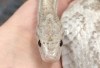 This corn snake likes people and there was never any need to fear it, says a veterinarian. (Supplied)