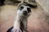 A meerkat at the Assiniboine Park Zoo.