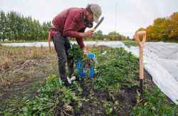 Girard digs up celeriac.