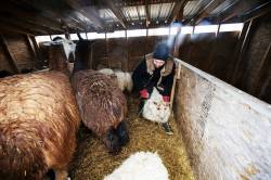 Luke Palka gathers a sheep for shearing. (Prabhjot Singh Lotey / Winnipeg Free Press)