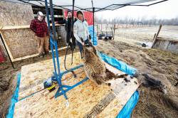 For sheep, shedding the heavy wool coat is more than a haircut, it’s a great relief. (Prabhjot Singh Lotey / Winnipeg Free Press)