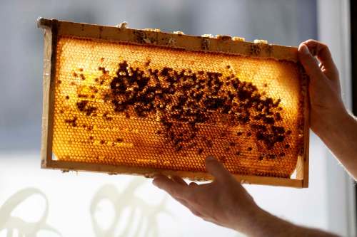 There's nothing like a taste of fresh honey straight off the comb.