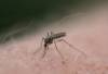 MATT GOERZEN / THE BRANDON SUN
Time is of the essence: the more significant rain the city gets, the more mosquito larvae appear in standing water.