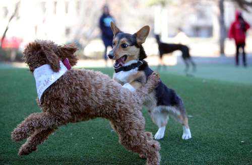 Brent Lelond’s corgi, Jasper (right) and Ly’s mini golden-doodle, Parmesan, don't concern themselves with social-distancing at the Bonnycastle Dog Park. (Jason Halstead / Winnipeg Free Press)