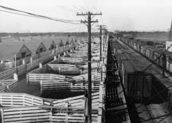 Archives of Manitoba
Located in St. Boniface, between Archibald Street and Dawson Road, south of Marion Street, the stockyards were established by the provincial government to help manage large numbers of livestock.