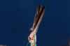 ADRIAN WYLD / THE CANADIAN PRESS  

Eagle feathers are held up during the National Day for Truth and Reconciliation in Ottawa on Thursday, Sept. 30, 2021.