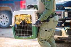 Manitoba Conservation officer April Elphinstone arrives with the cub. (Mikaela MacKenzie / Winnipeg Free Press)