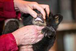 The gums are checked for anemia. (Mikaela MacKenzie / Winnipeg Free Press)