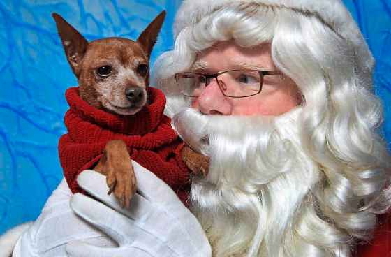 Santa Paws will be at the Free Press building Sunday at the Pet Pics fundraiser for the Winnipeg Humane Society. (Joe Bryksa / Winnipeg Free Press files)