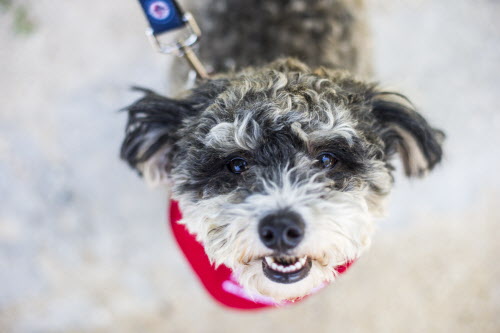 Lending a helping paw: On July 23, Mark-Cuss passed his intense, 90-minute evaluation and was certified to take part in the St. John Ambulance Therapy Dog Program. The program is always on the lookout for a few good dogs (and their human handlers) to join. The dog-and-handler teams visit many places including hospitals, schools, personal-care homes, mental-health facilities, and, in recent years, Winnipeg’s airport. (Mikaela MacKenzie / Winnipeg Free Press)