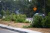 Felled trees line the median on Roblin Boulevard last summer after the moving of a display home that was too wide to avoid hitting the trees. (Daniel Crump / Winnipeg Free Press files)