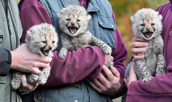 CPKeepers present three baby cheetahs at the zoo in Muenster, Germany on Nov. 9. The triplets were born on Oct. 4 and started to explore their enclosure last week. The zoo in Muenster is well known for its successful cheetah breeding program: about 50 of the endangered animals were born in the zoo since the 1970s. (Martin Meissner / The Associated Press)