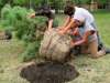 Colleen Zacharias / Winnipeg Free Press
Don’t try this at home alone — balled and burlapped Ponderosa Pine requires precise planting.