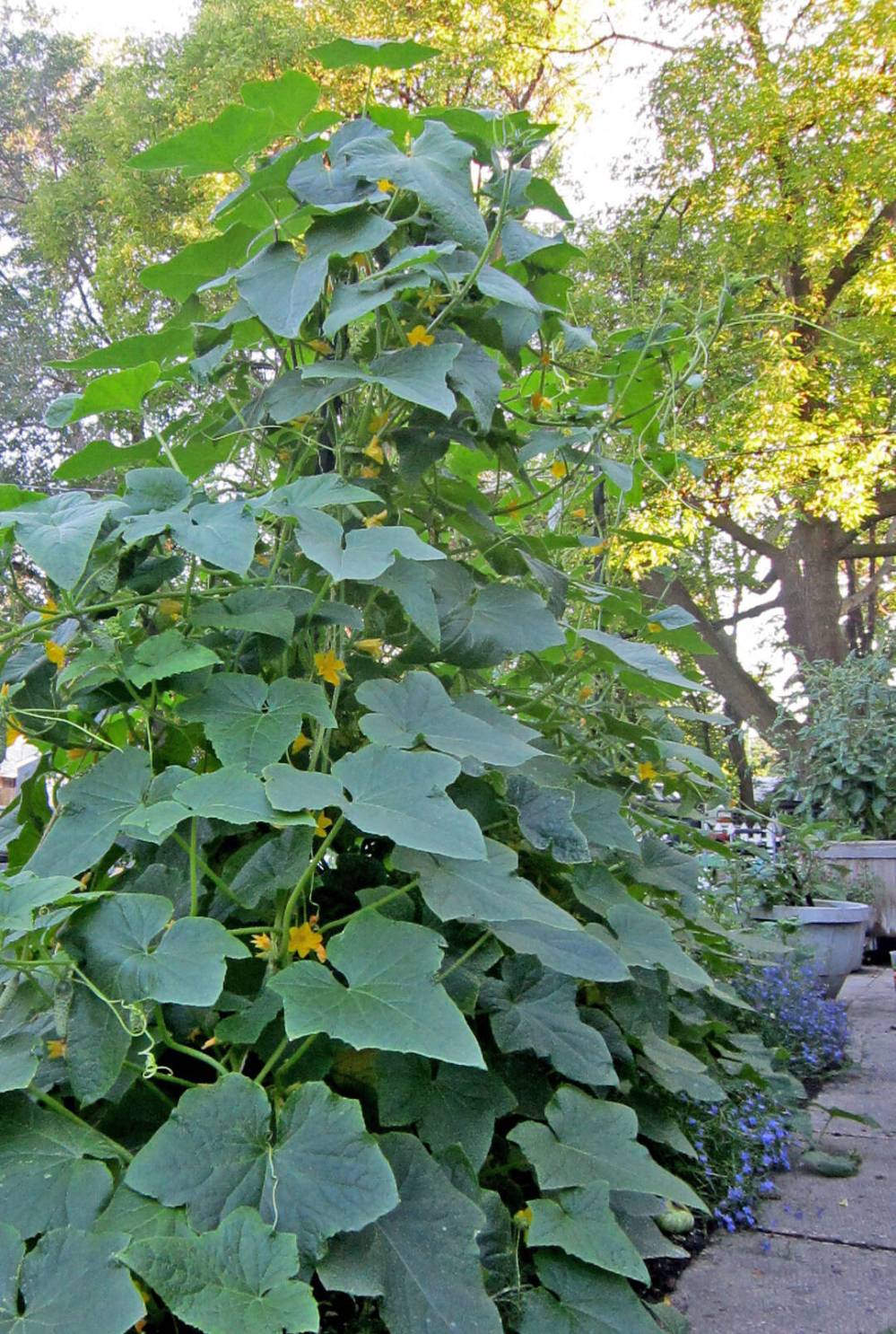 One inexpensive cucumber starter plant grown vertically on a trellis yields many kgs of produce in a small space.